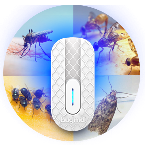 Un appareil pour divers insectes volants