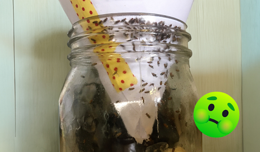 Piège DIY pour mouches dans un bocal